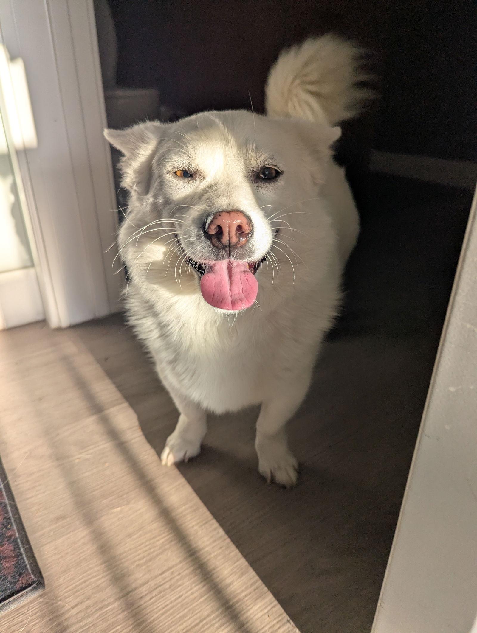 MOCHI, Adoptable, Adult Female Shiba Inu & Corgi.