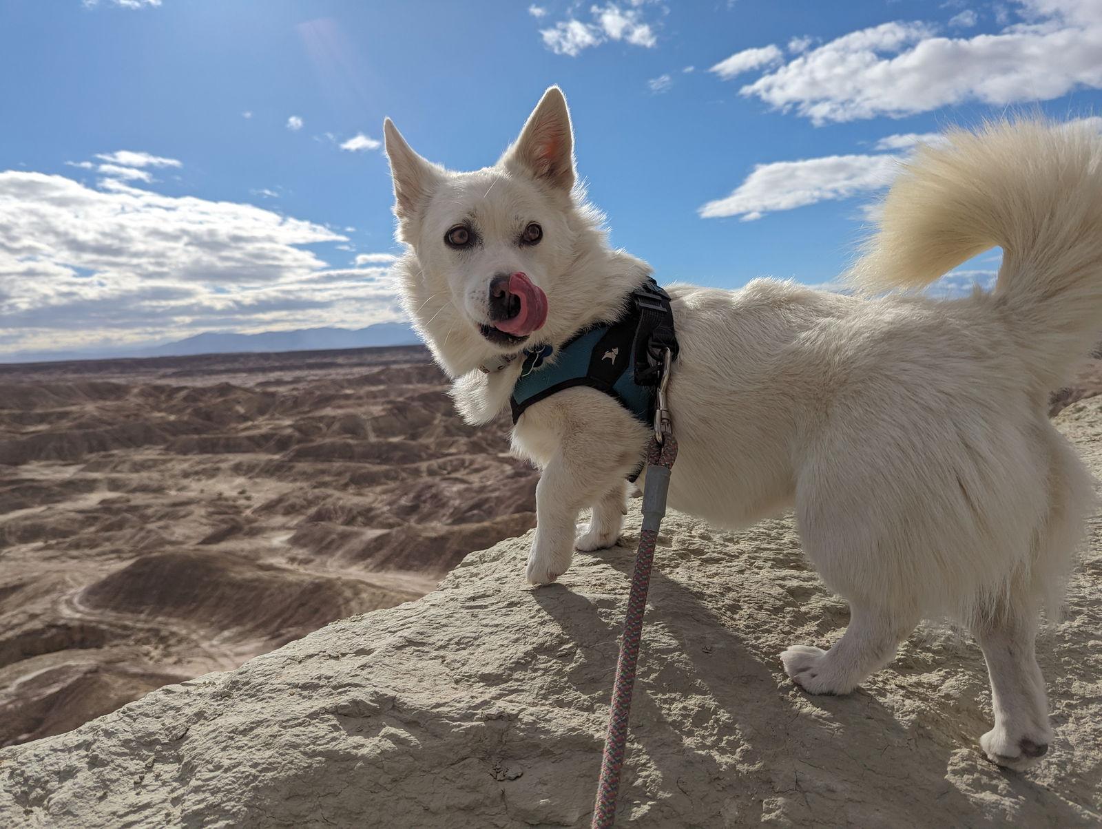 Enlarge MOCHI, a Adoptable mixed breed in Agoura Hills, CA image 2/3