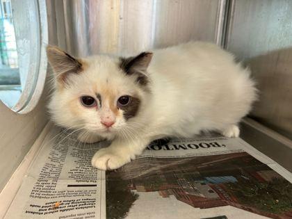 WC Vaeda, Adoptable, Kitten Female Siamese & Domestic Short Hair.