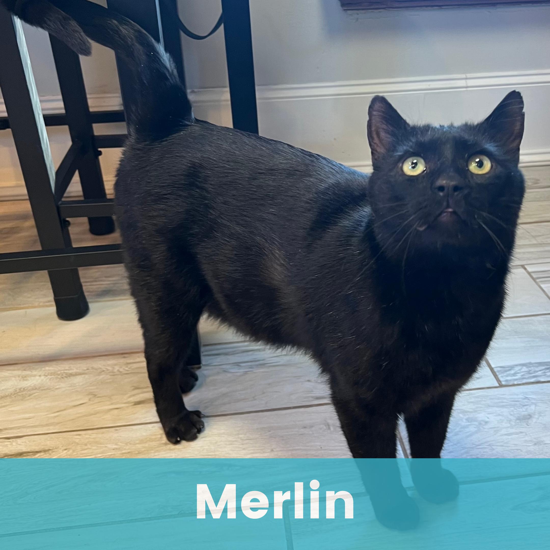 Merlin, ADOPTABLE, Young Male Domestic Short Hair.