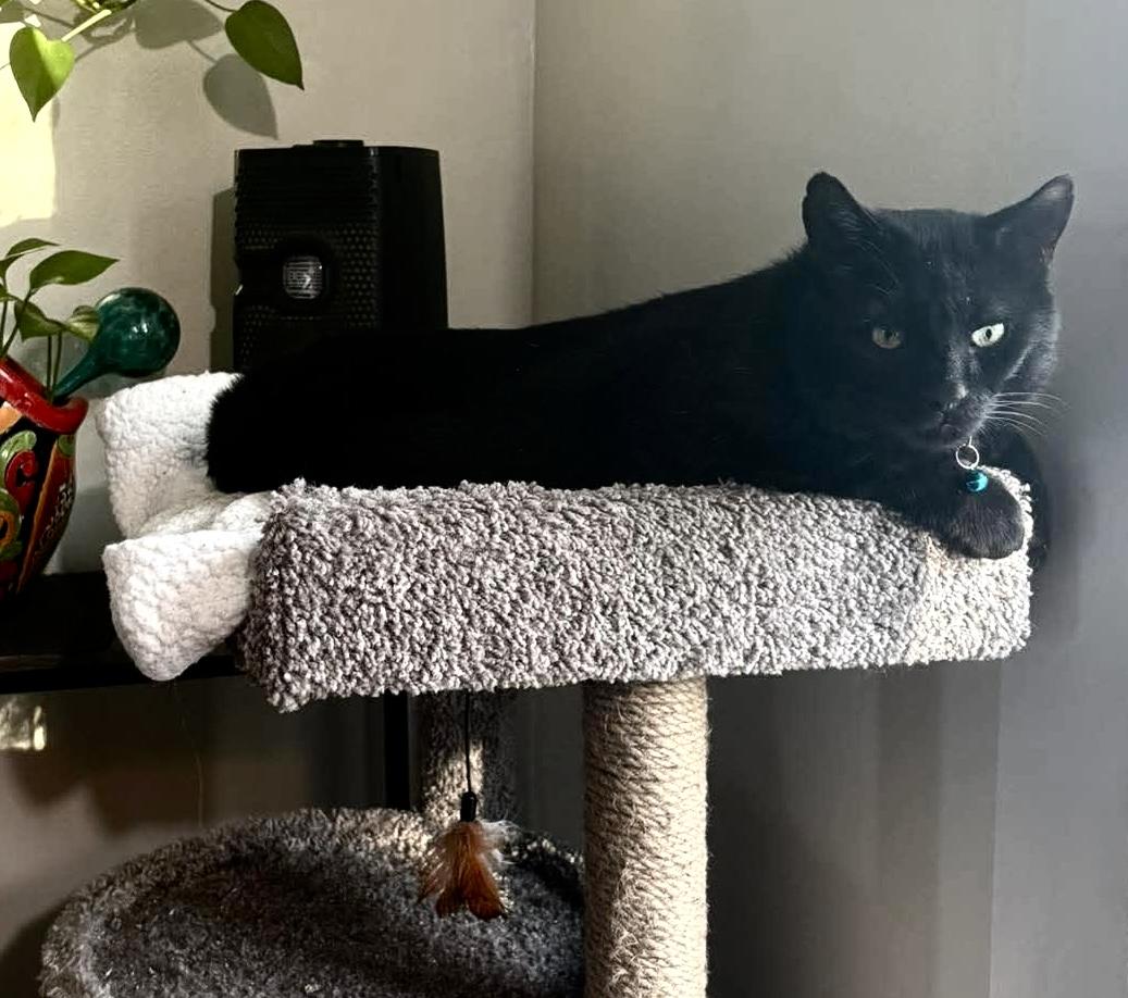 Enlarge Merlin, a ADOPTABLE Domestic Short Hair in Rochester , NY image 4/6