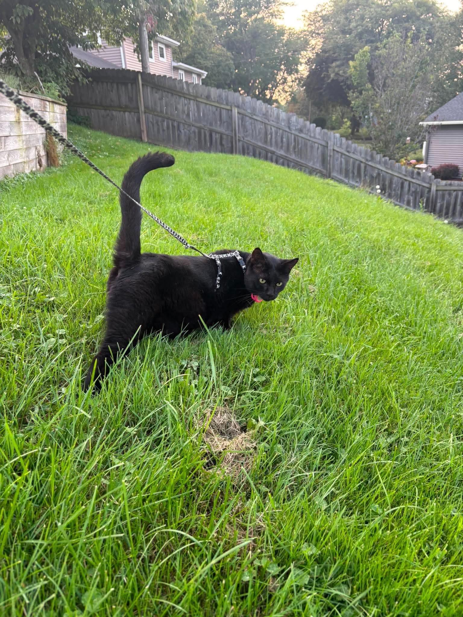 Enlarge Merlin, a ADOPTABLE Domestic Short Hair in Rochester , NY image 2/6