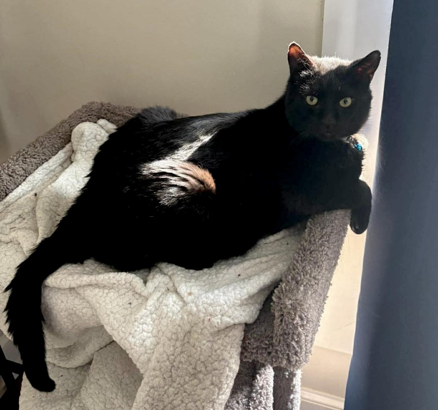 Enlarge Merlin, a ADOPTABLE Domestic Short Hair in Rochester , NY image 2/6