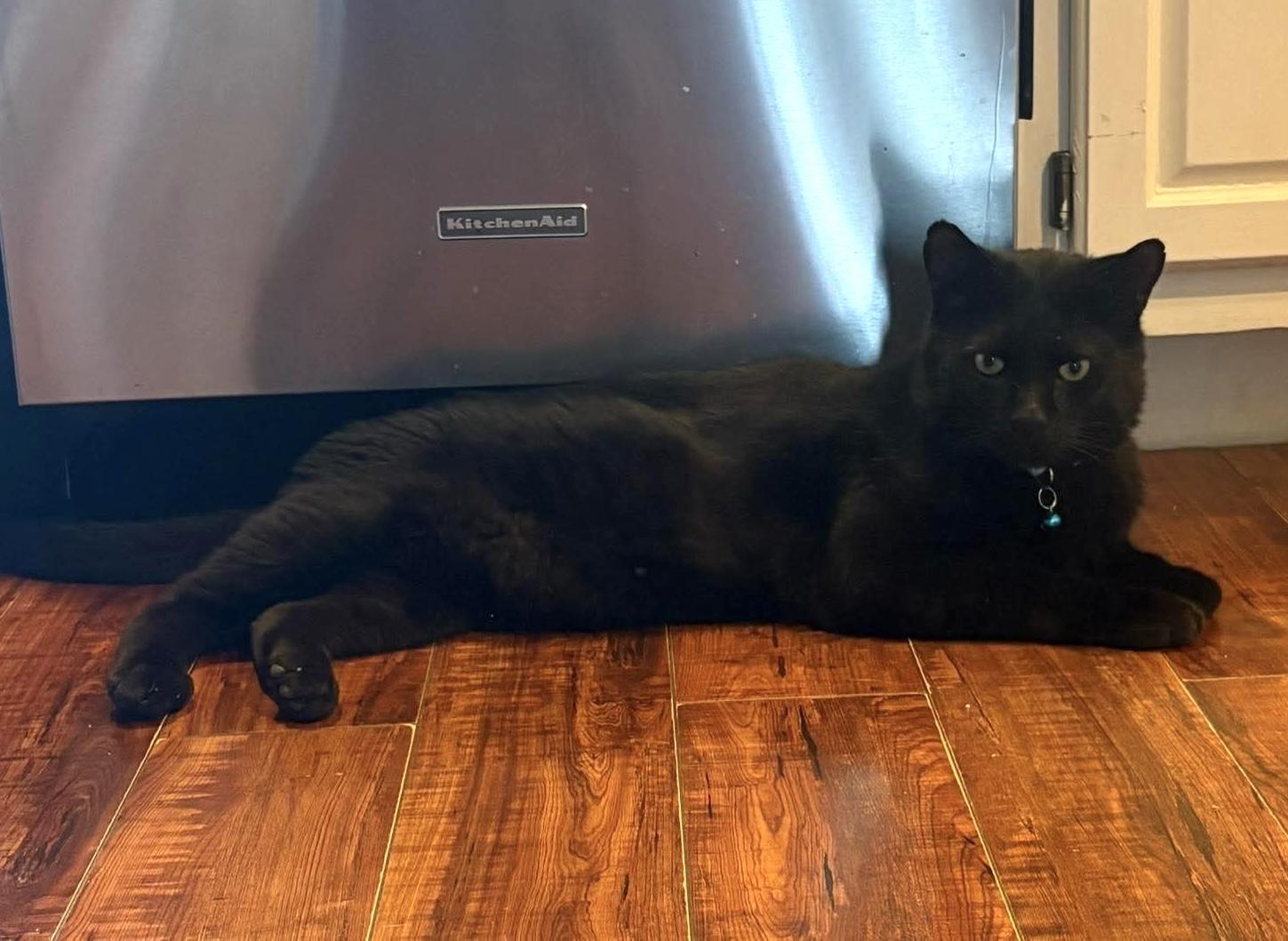 Enlarge Merlin, a ADOPTABLE Domestic Short Hair in Rochester , NY image 3/6