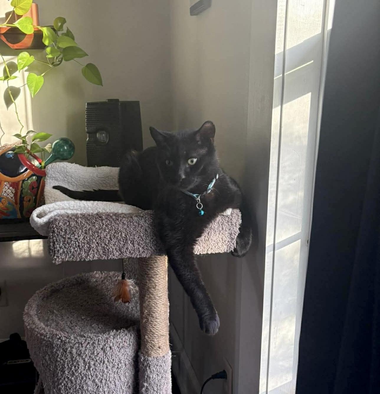 Enlarge Merlin, a ADOPTABLE Domestic Short Hair in Rochester , NY image 5/6