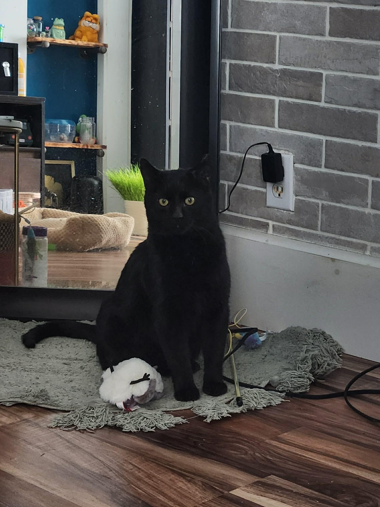 Enlarge Merlin, a ADOPTABLE Domestic Short Hair in Rochester , NY image 6/6