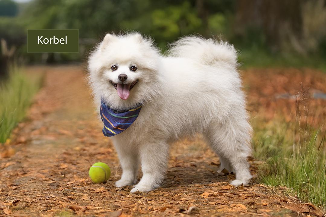 Korbel, Senior Male American Eskimo Dog