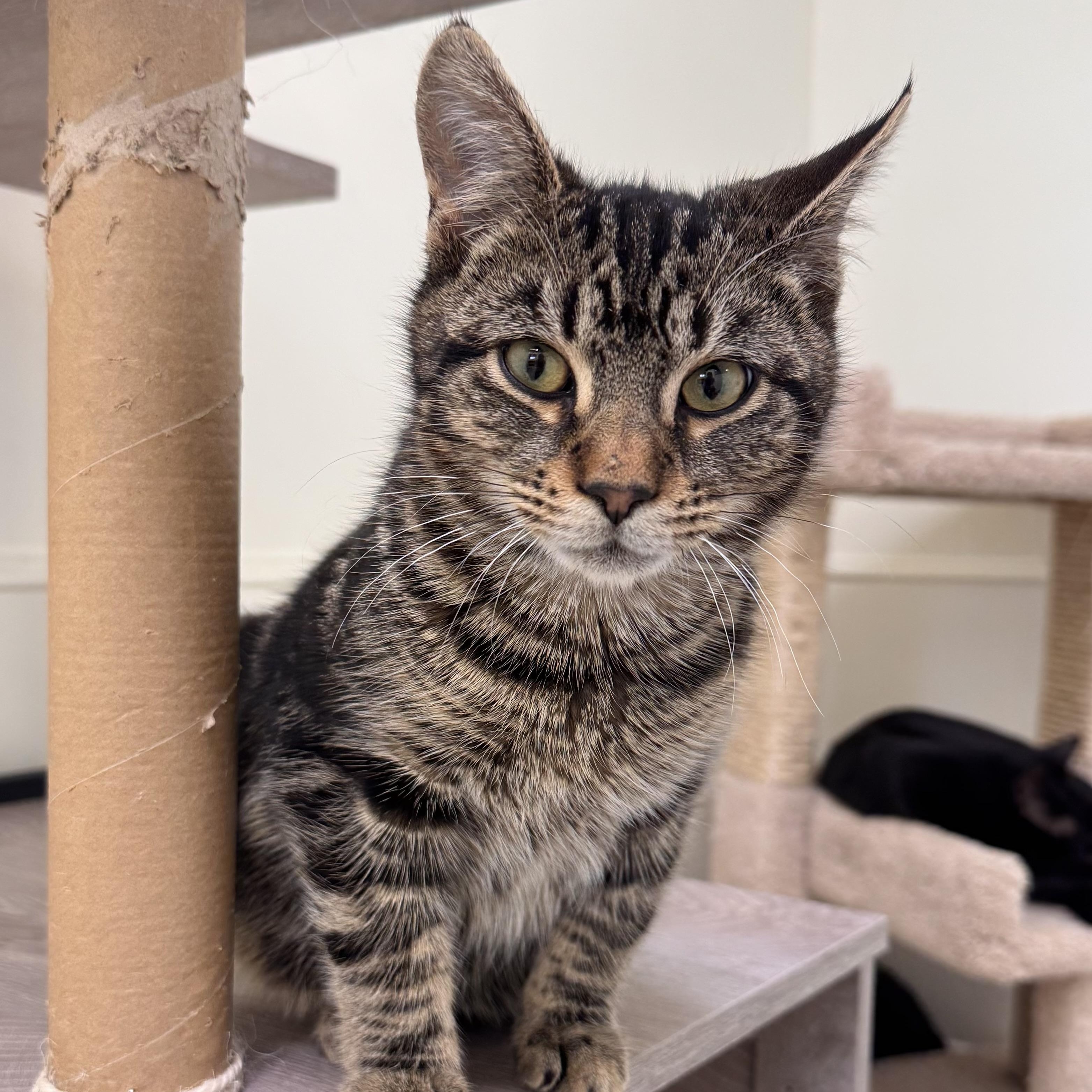 Enlarge Tigre , an adopted Tabby in East Northport, NY image 3/3