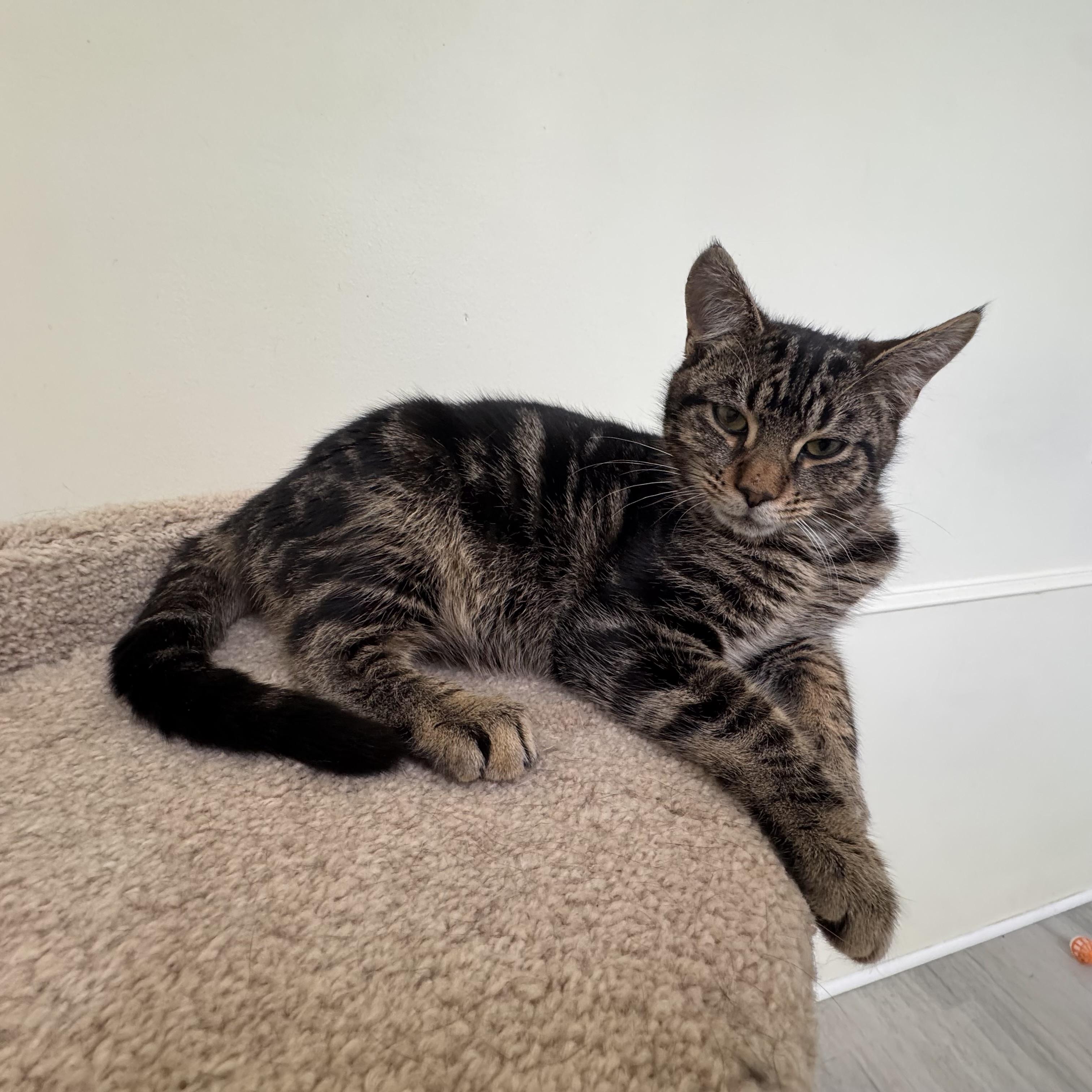 Enlarge Tigre , an adopted Tabby in East Northport, NY image 1/3