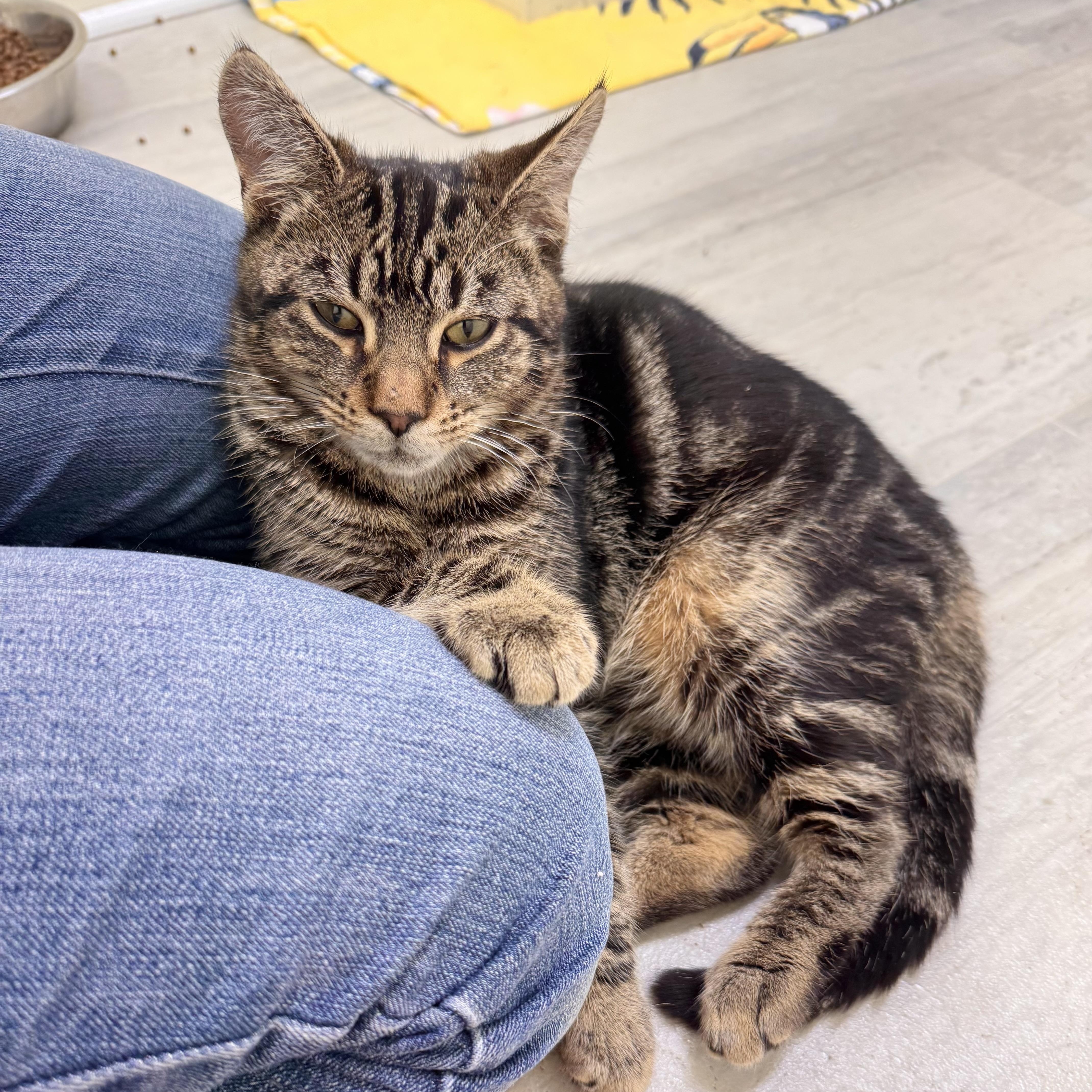 Enlarge Tigre , an adopted Tabby in East Northport, NY image 2/3