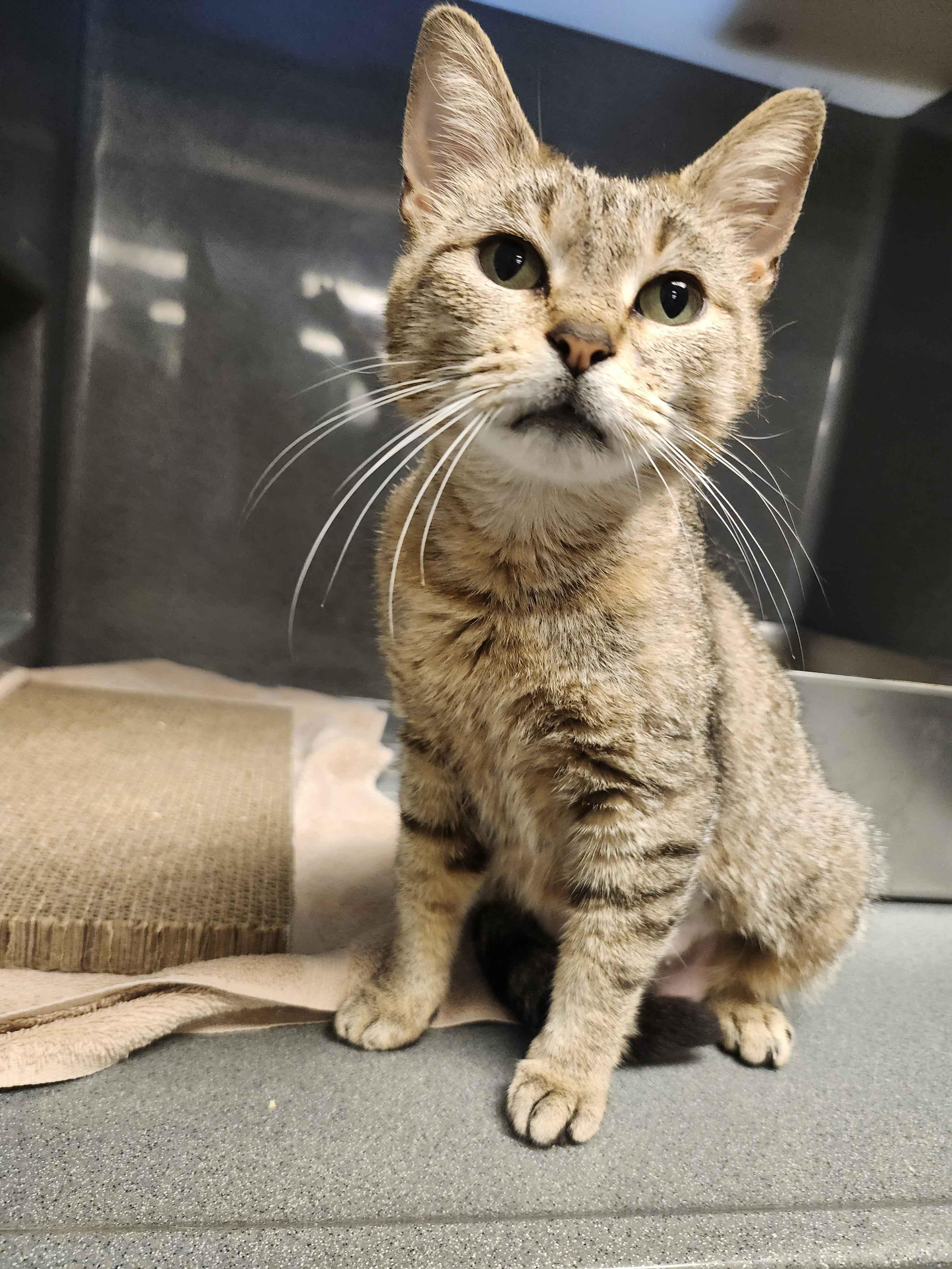Belinda, a ADOPTABLE mixed breed in Oberlin, OH image 1/5