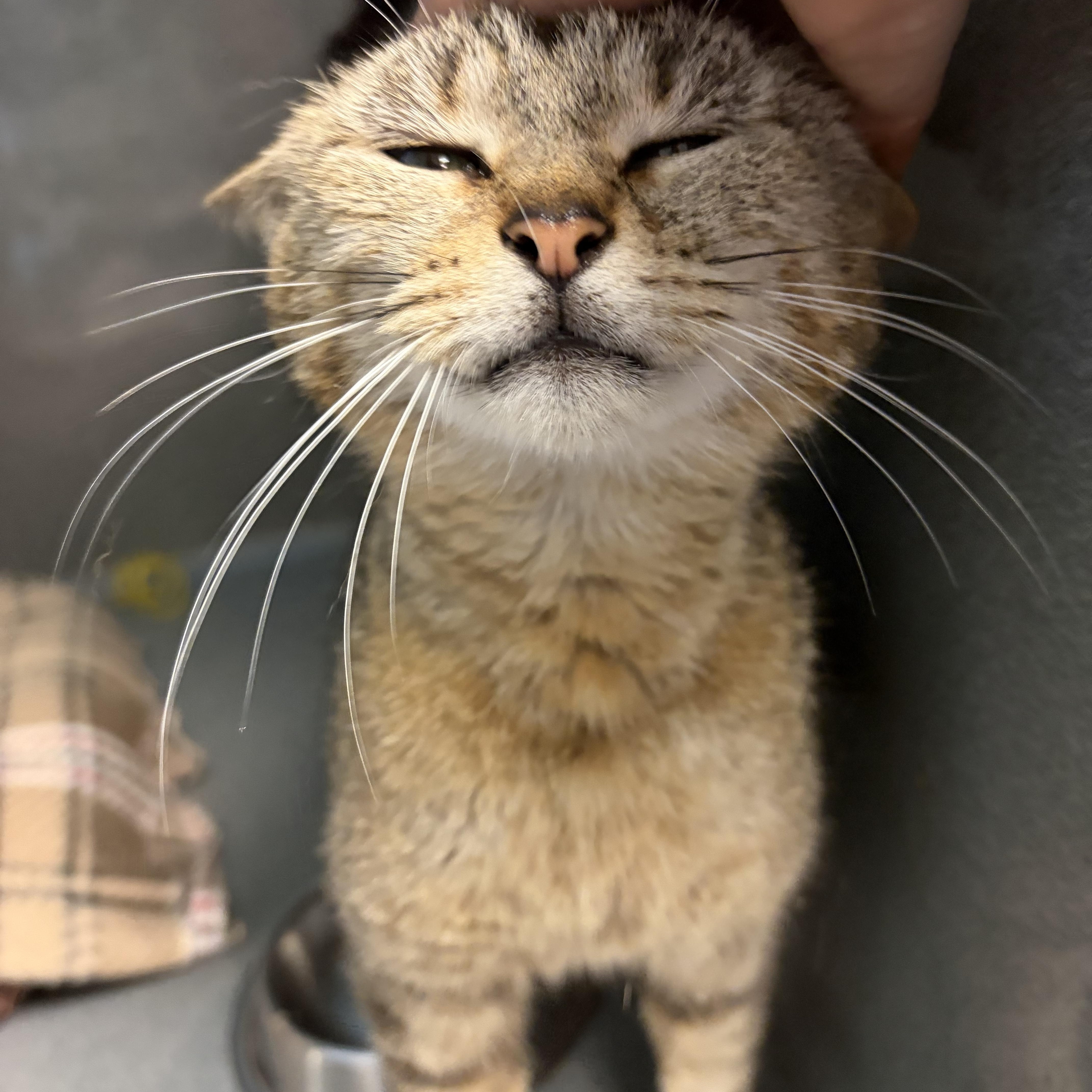 Belinda, a ADOPTABLE mixed breed in Oberlin, OH image 5/5