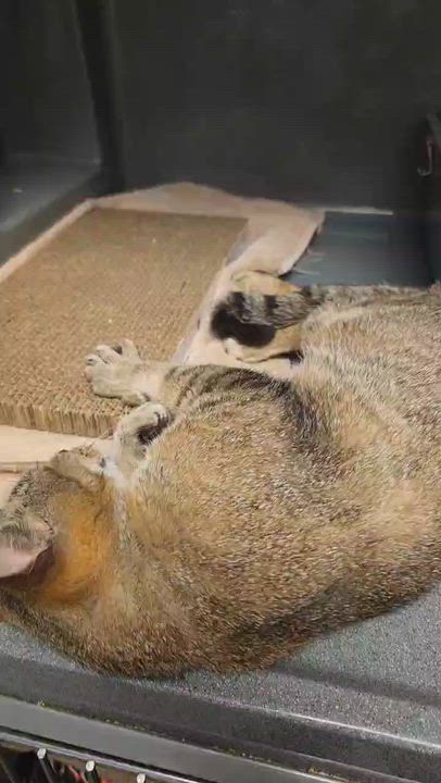 Enlarge Belinda, a ADOPTABLE mixed breed in Oberlin, OH video 4/5