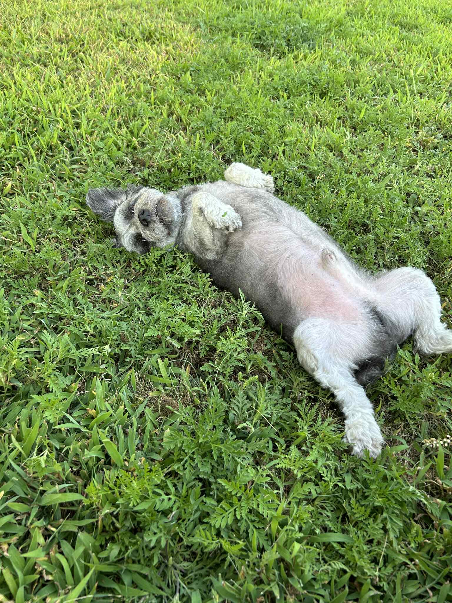 Courtesy Posting Teddy