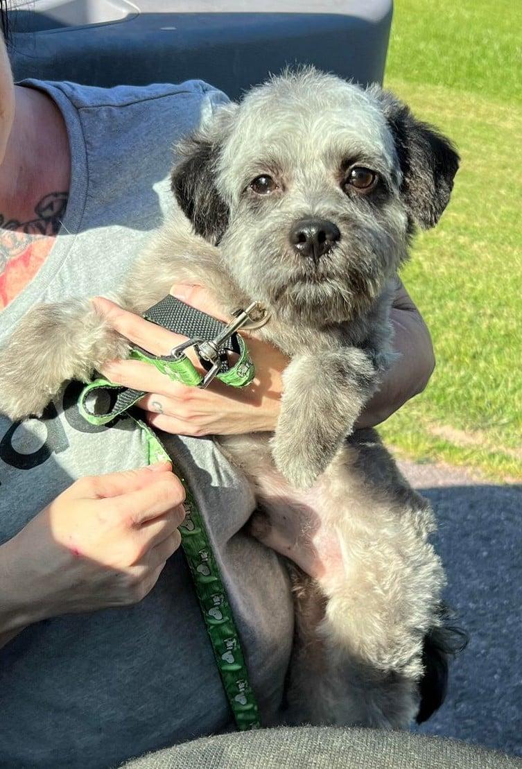 Courtesy Posting Teddy, Young Male Cairn Terrier