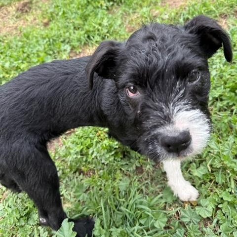 Enlarge Rocket, a Adoptable mixed breed in Burbank, CA image 2/3