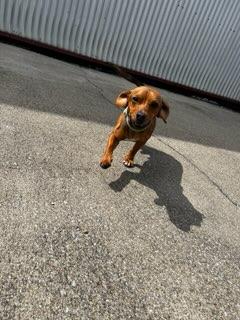 Shiloh, adopted, Young Male Chiweenie.