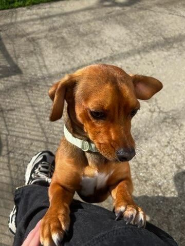 Shiloh, an adopted Chiweenie in Lexington, KY image 3/3