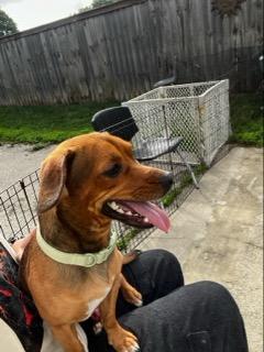 Shiloh, an adopted Chiweenie in Lexington, KY image 2/3
