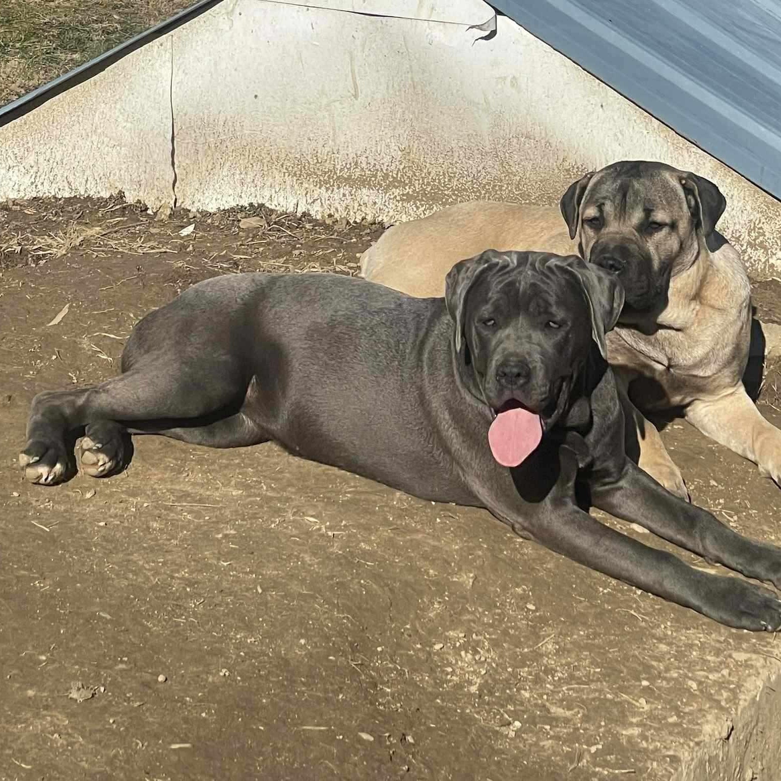 Indy, a Adoptable Cane Corso in Nicholasville, KY image 5/6