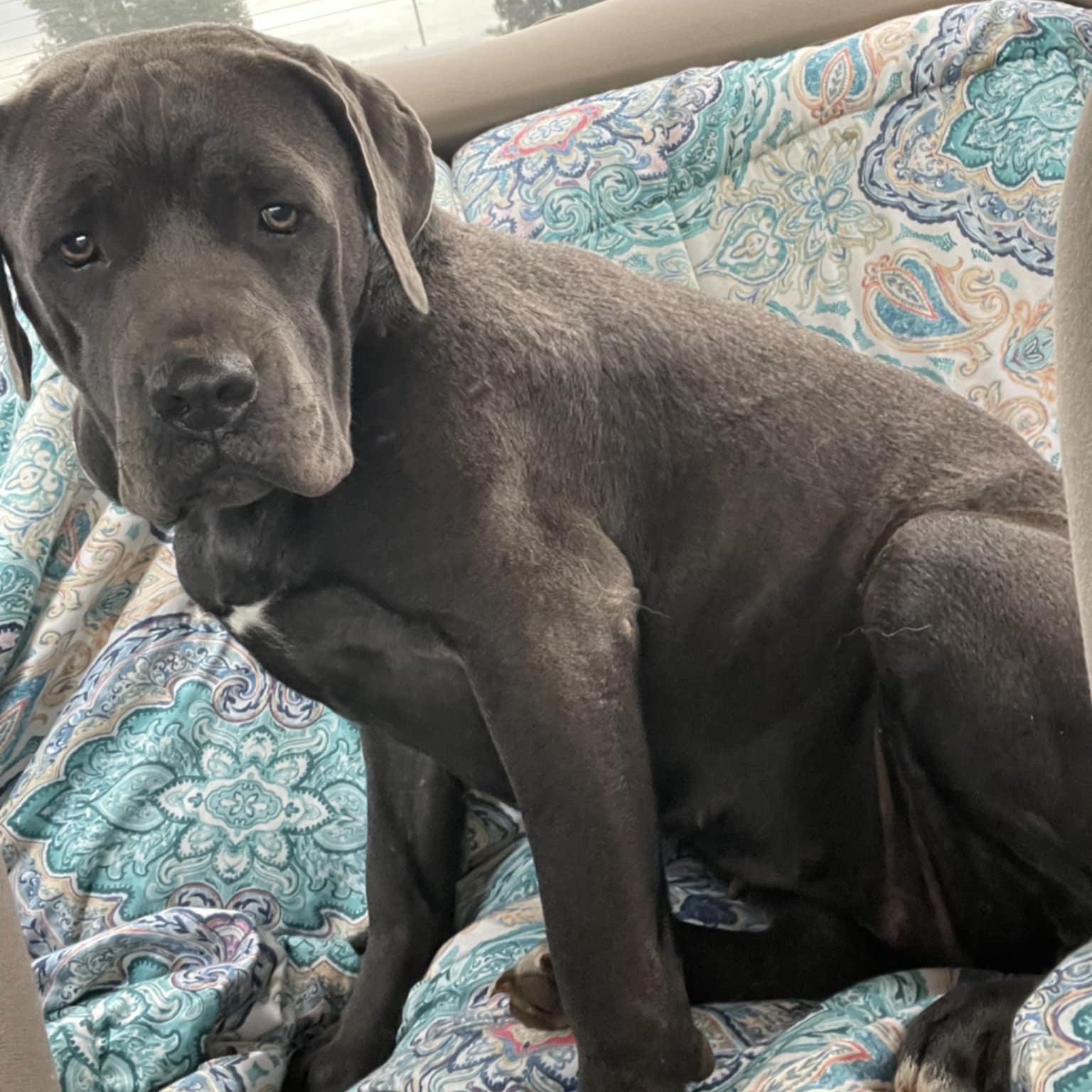 Indy, Adoptable, Young Female Cane Corso.