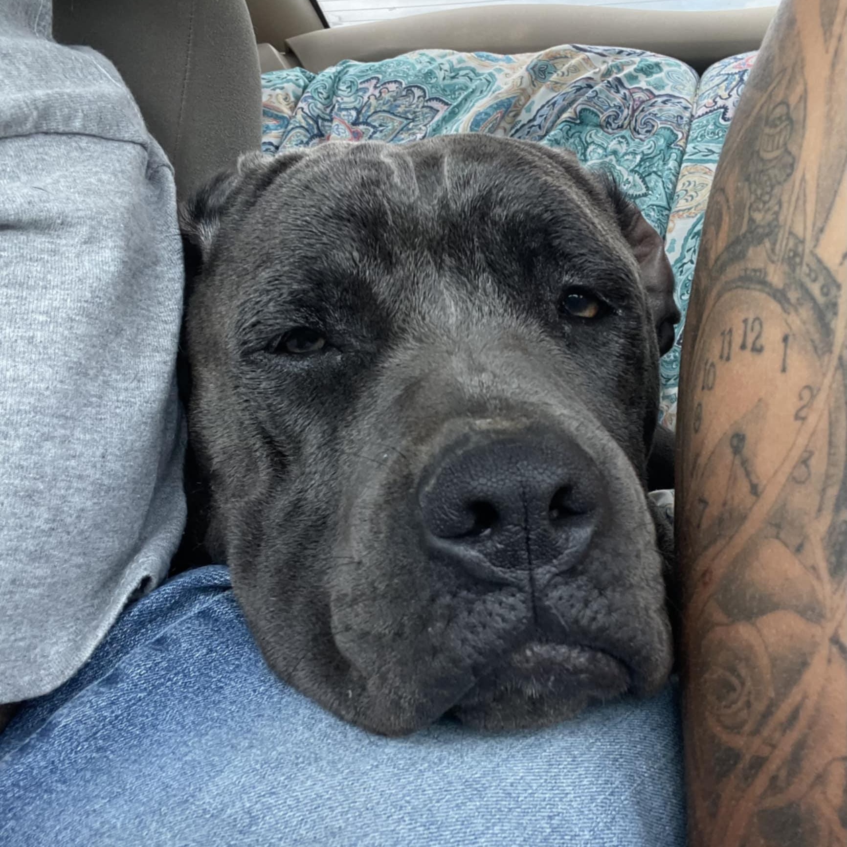 Indy, a Adoptable Cane Corso in Nicholasville, KY image 3/6