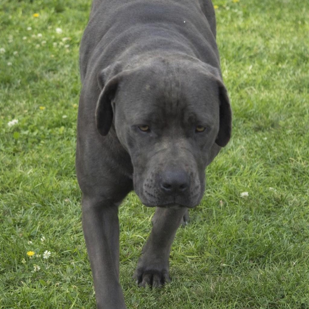 Enlarge Indy, a Adoptable Cane Corso in Lancaster, KY image 2/6
