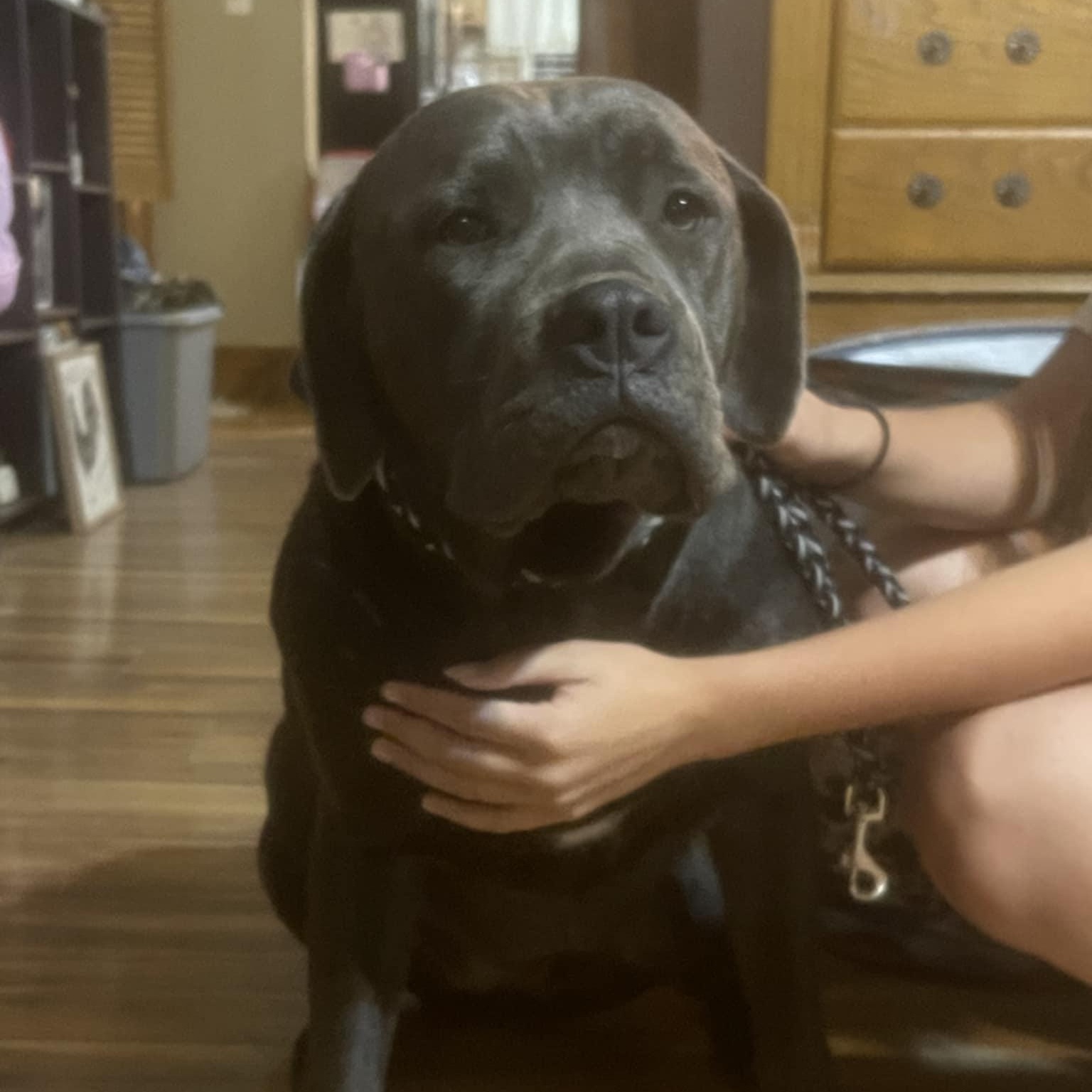 Indy, a Adoptable Cane Corso in Nicholasville, KY image 2/6