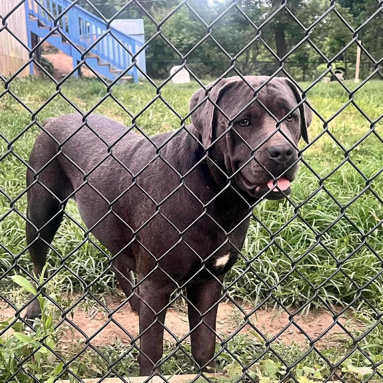 Indy, a Adoptable Cane Corso in Nicholasville, KY image 4/6