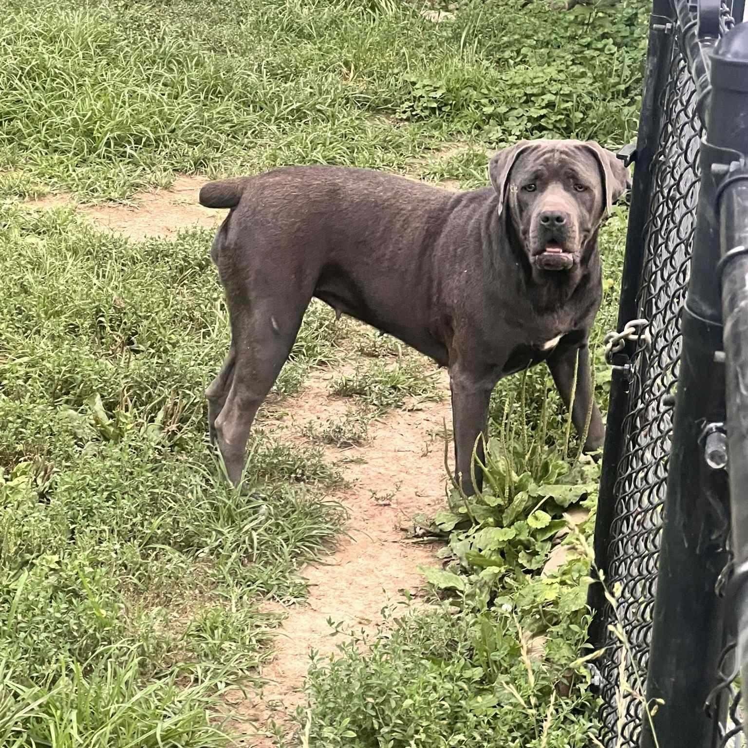 Indy, a Adoptable Cane Corso in Nicholasville, KY image 6/6