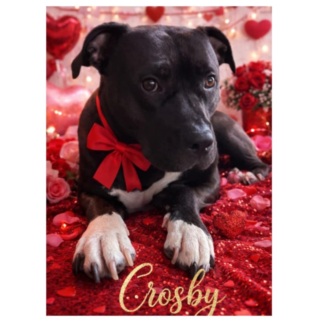 Enlarge Crosby, a Adoptable mixed breed in Appin, ON image 6/6