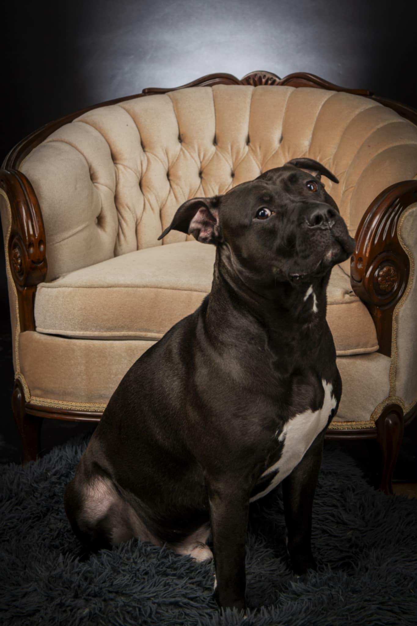 Enlarge Crosby, a Adoptable mixed breed in Appin, ON image 5/6