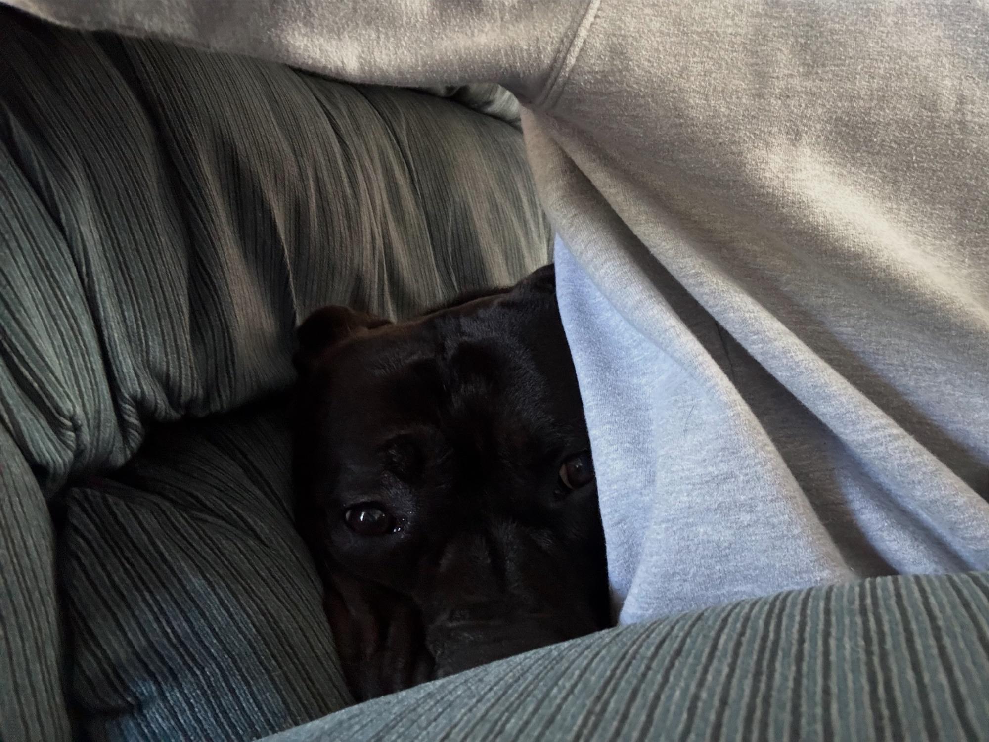 Enlarge Crosby, a Adoptable mixed breed in Appin, ON image 2/5