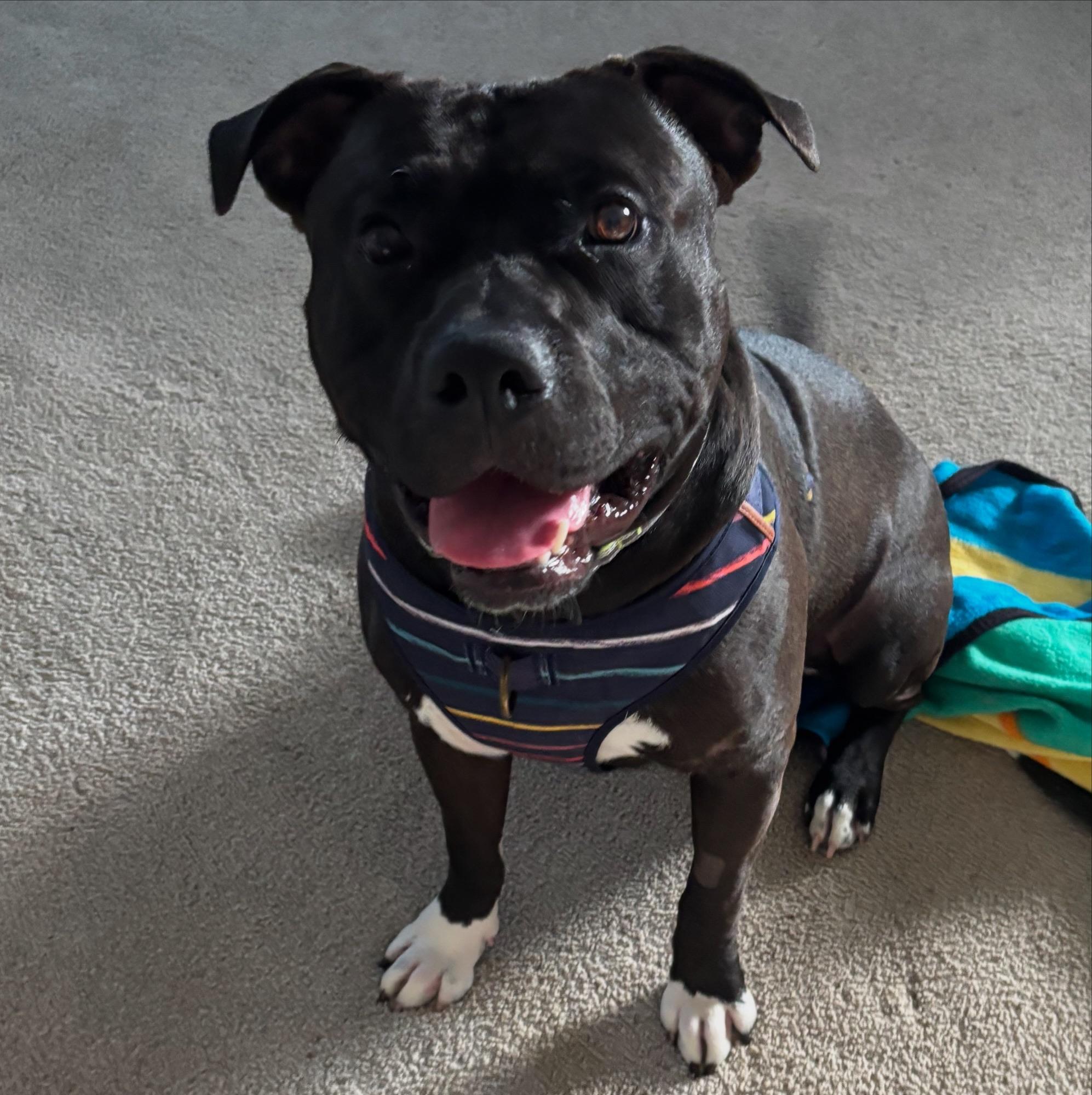 Enlarge Crosby, a Adoptable mixed breed in Appin, ON image 1/5