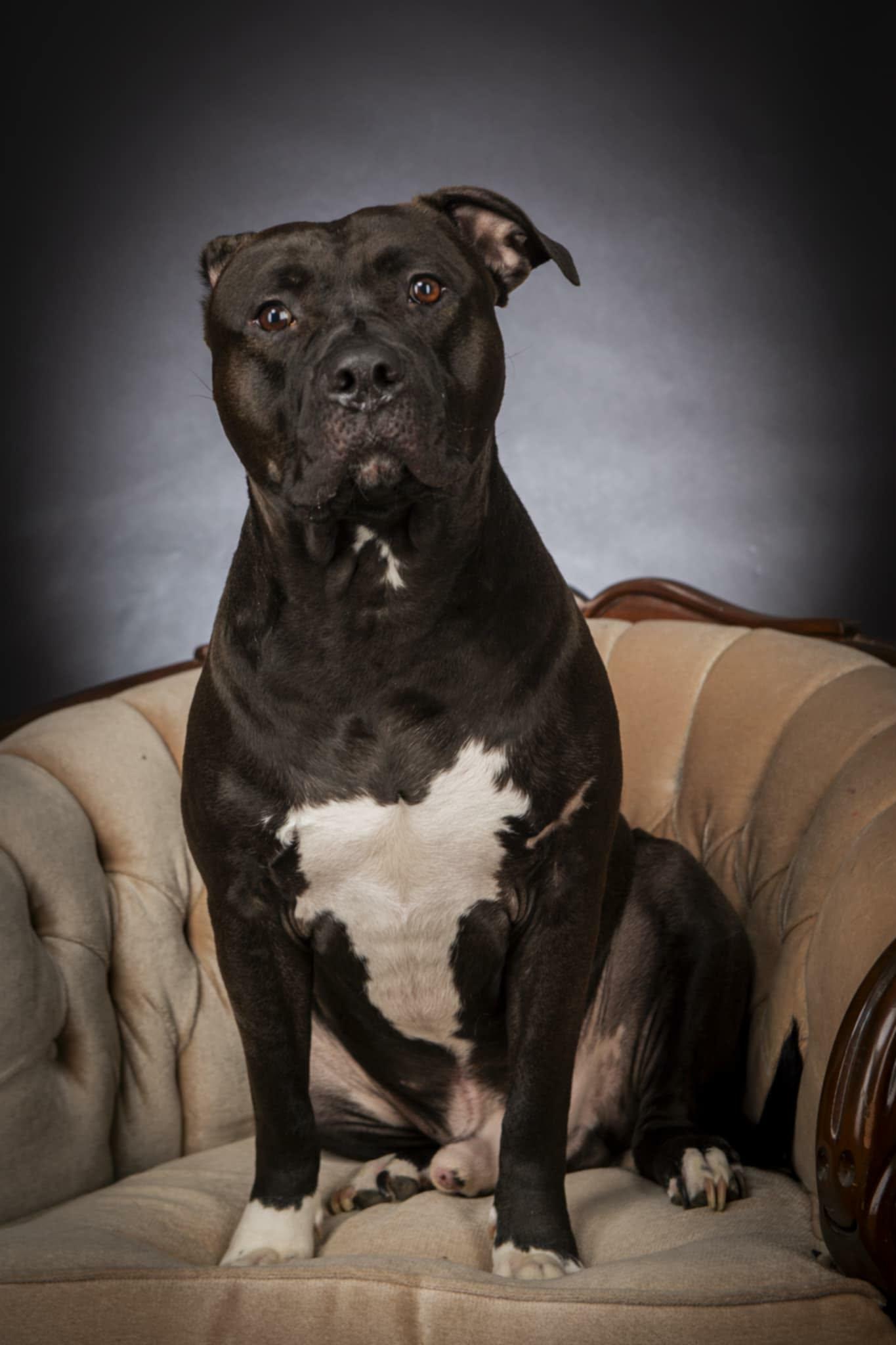 Crosby, Adoptable, Adult Male American Bulldog & Black Labrador Retriever.