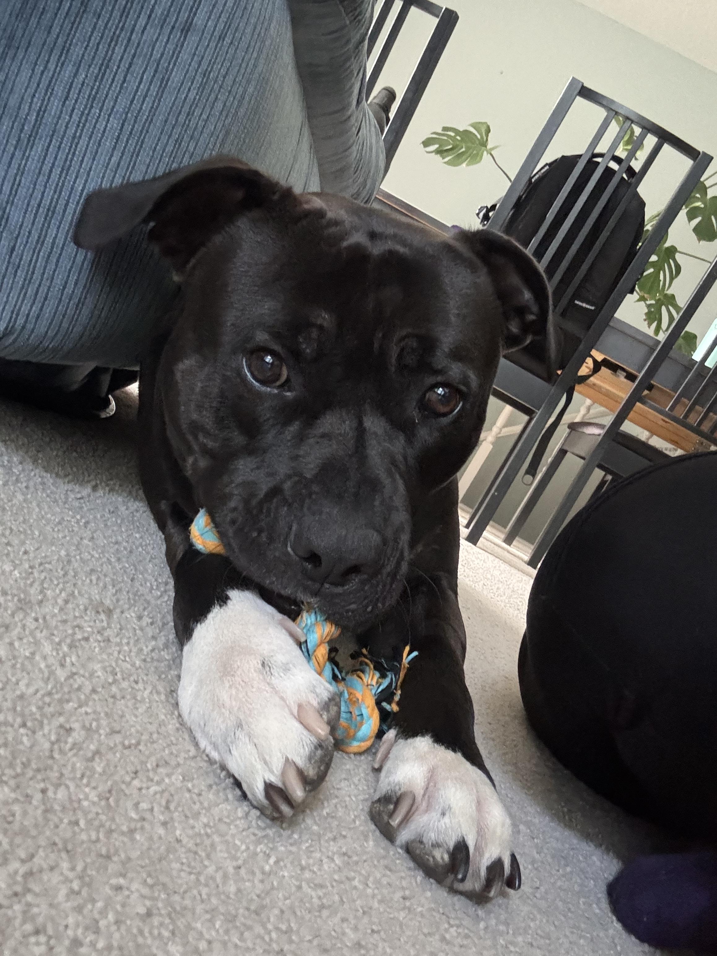 Enlarge Crosby, a Adoptable mixed breed in Appin, ON image 3/5