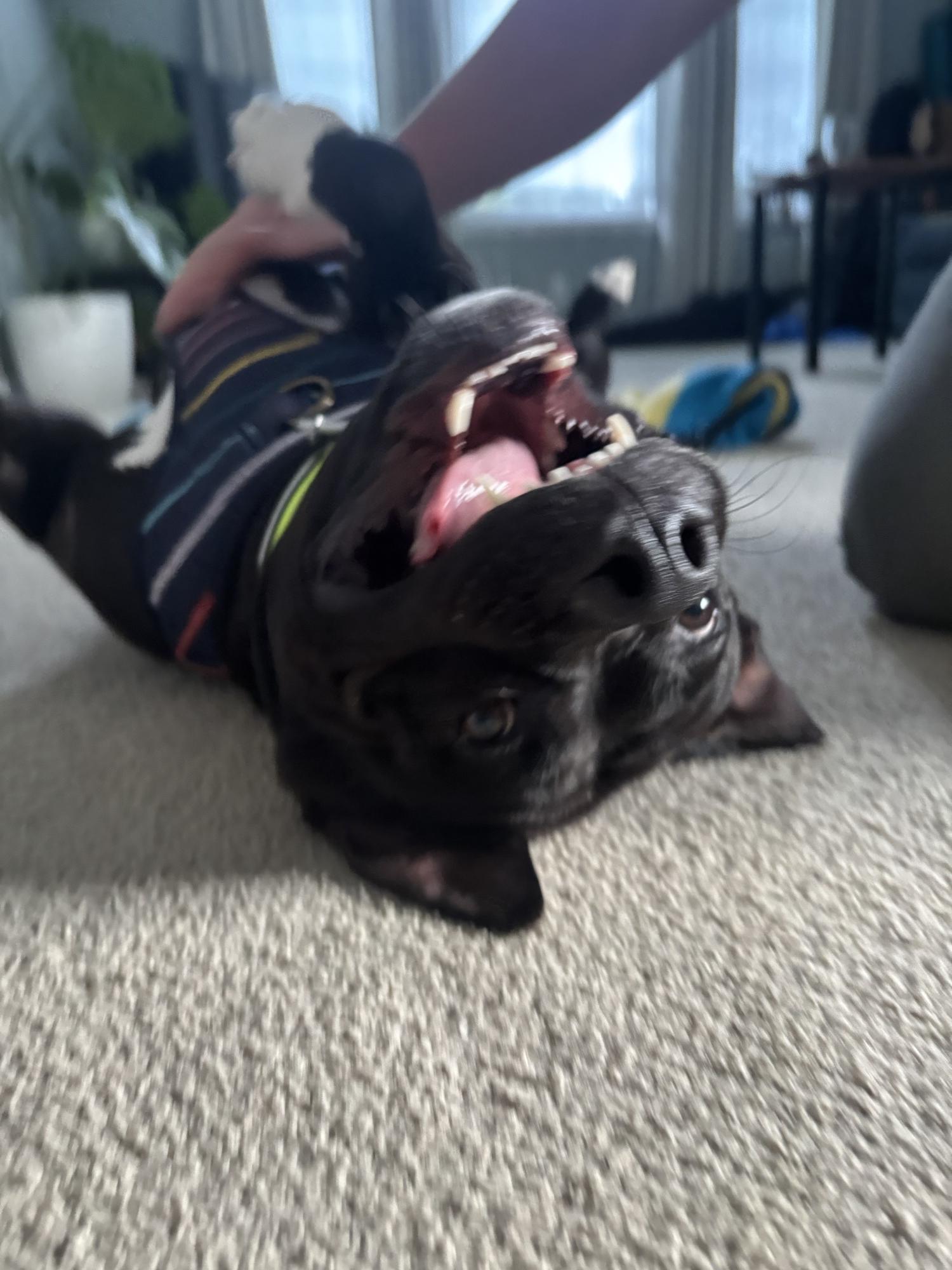 Enlarge Crosby, a Adoptable mixed breed in Appin, ON image 4/5