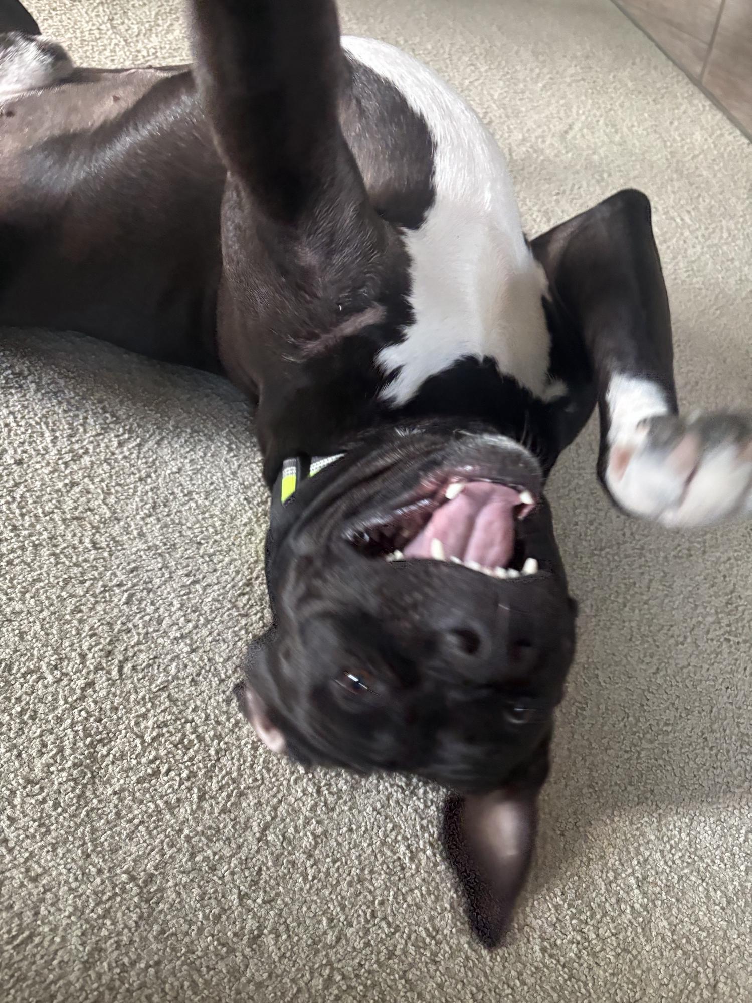 Enlarge Crosby, a Adoptable mixed breed in Appin, ON image 5/5