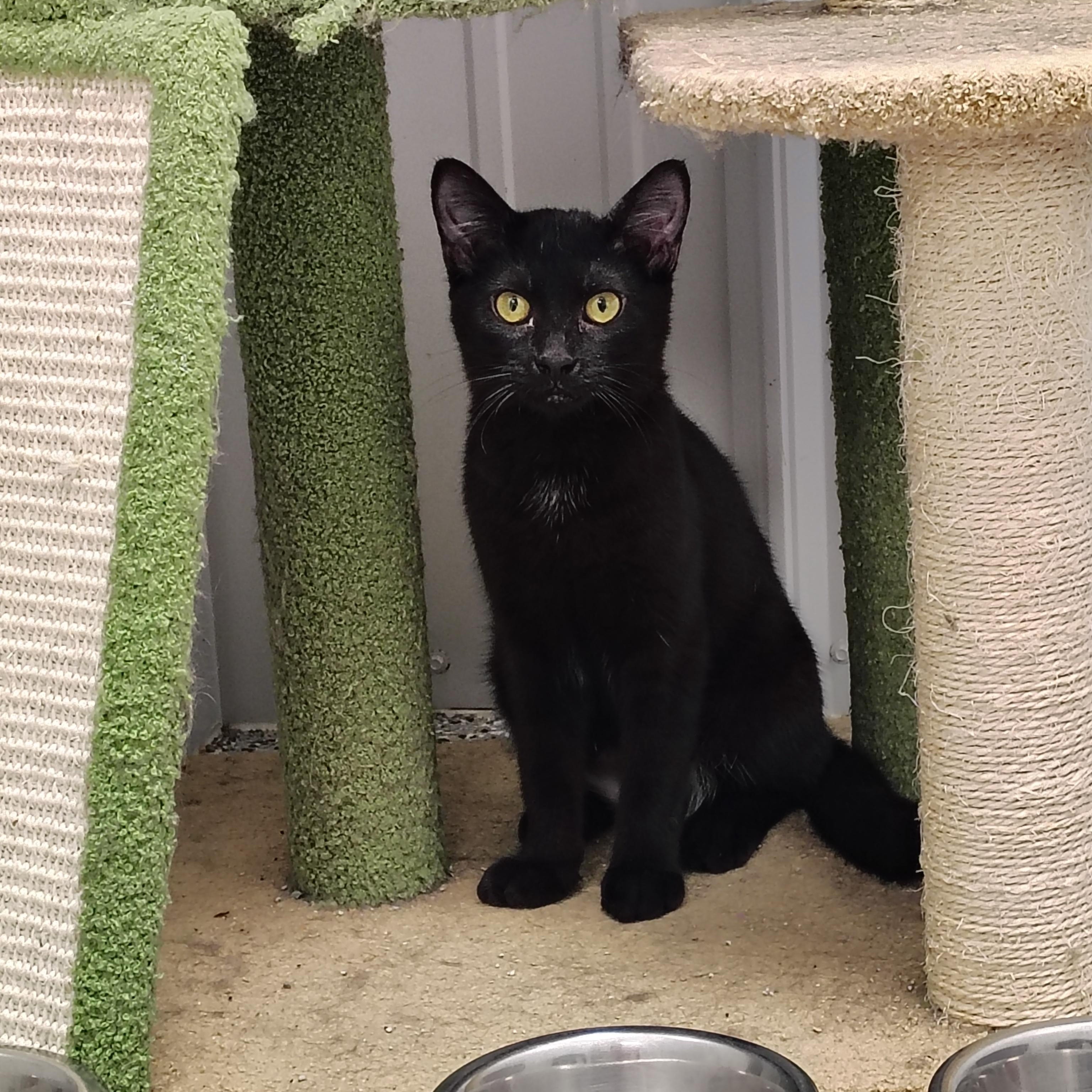 Sylvia, Adoptable, Kitten Female Domestic Short Hair.