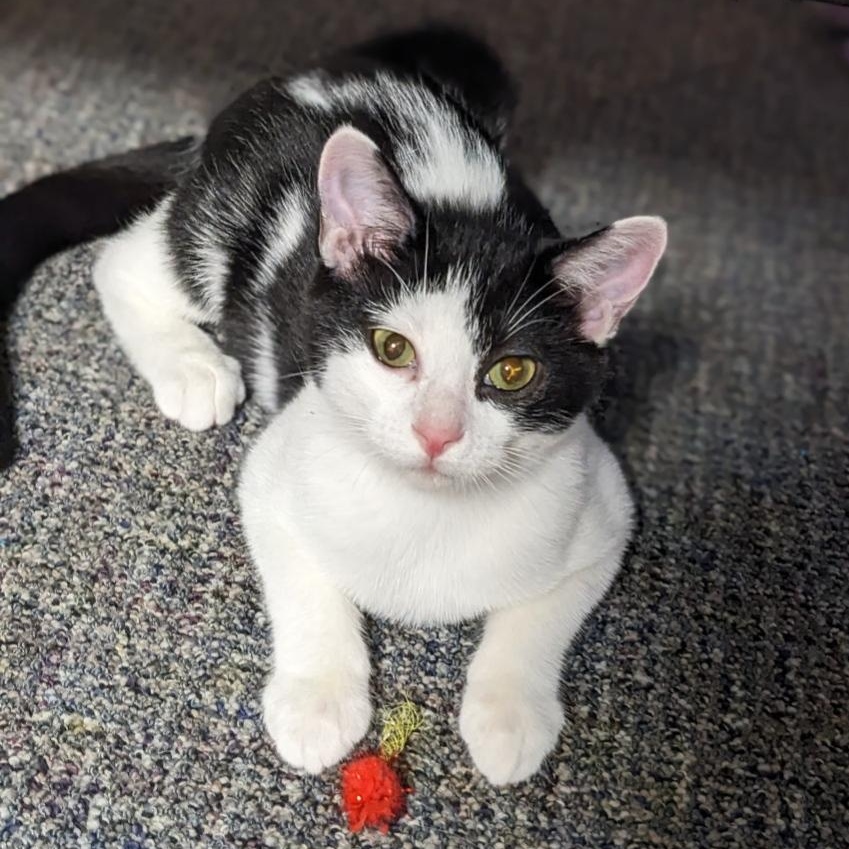 Fidget