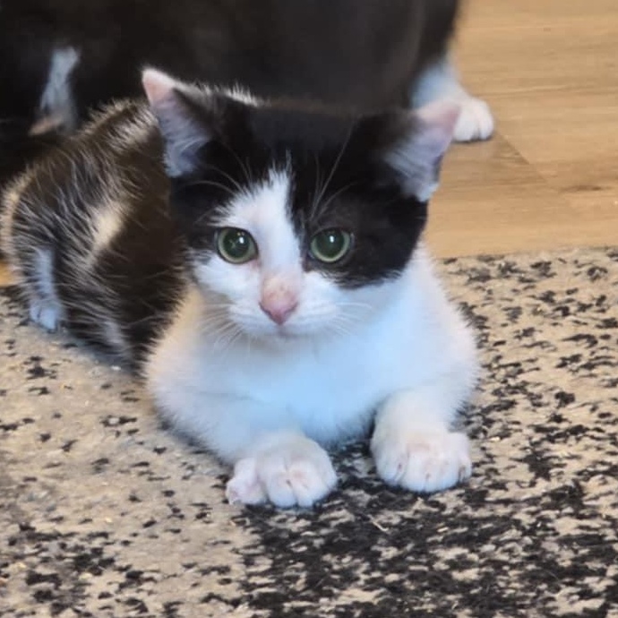 Fidget
