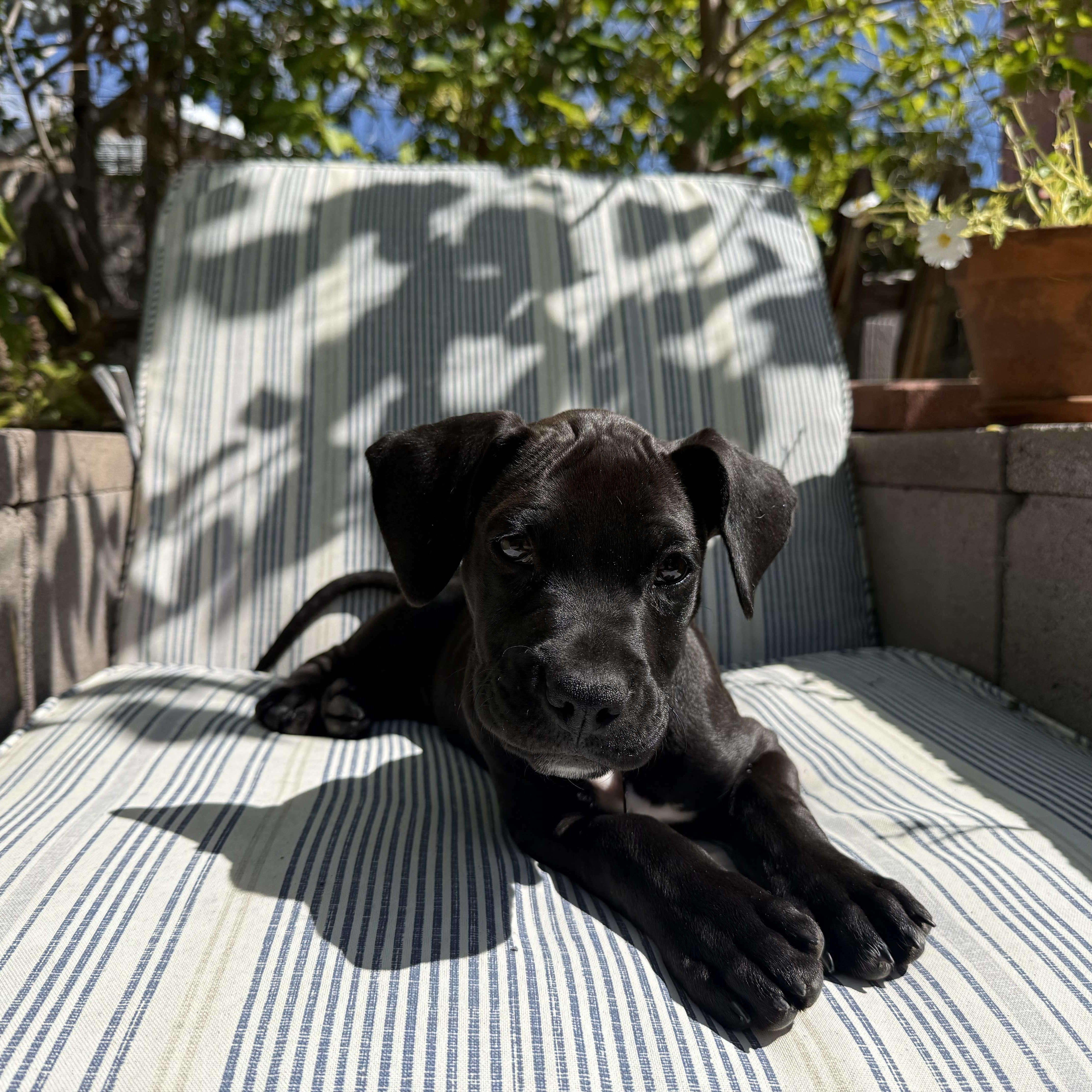 Enlarge Baloo, a Adoptable mixed breed in Albuquerque, NM image 1/5