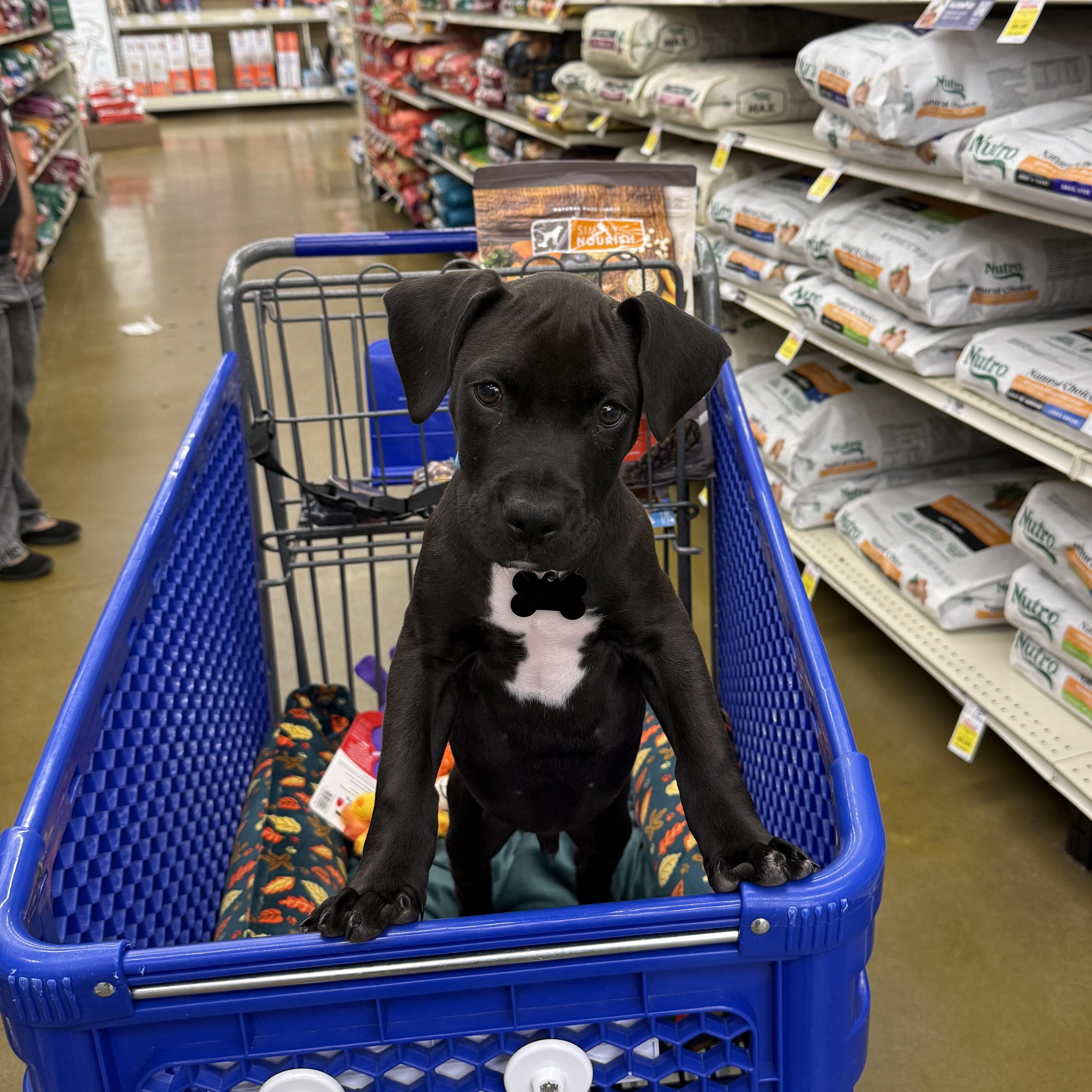 Enlarge Baloo, a Adoptable mixed breed in Albuquerque, NM image 2/5