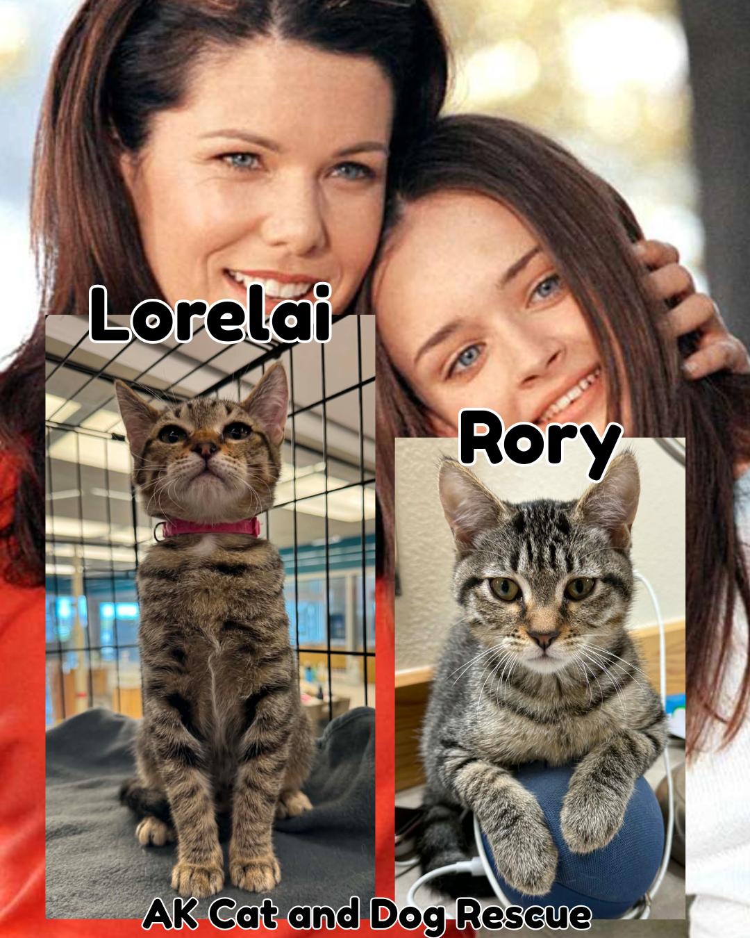 Lorelai, Adoptable, Young Female Domestic Short Hair.