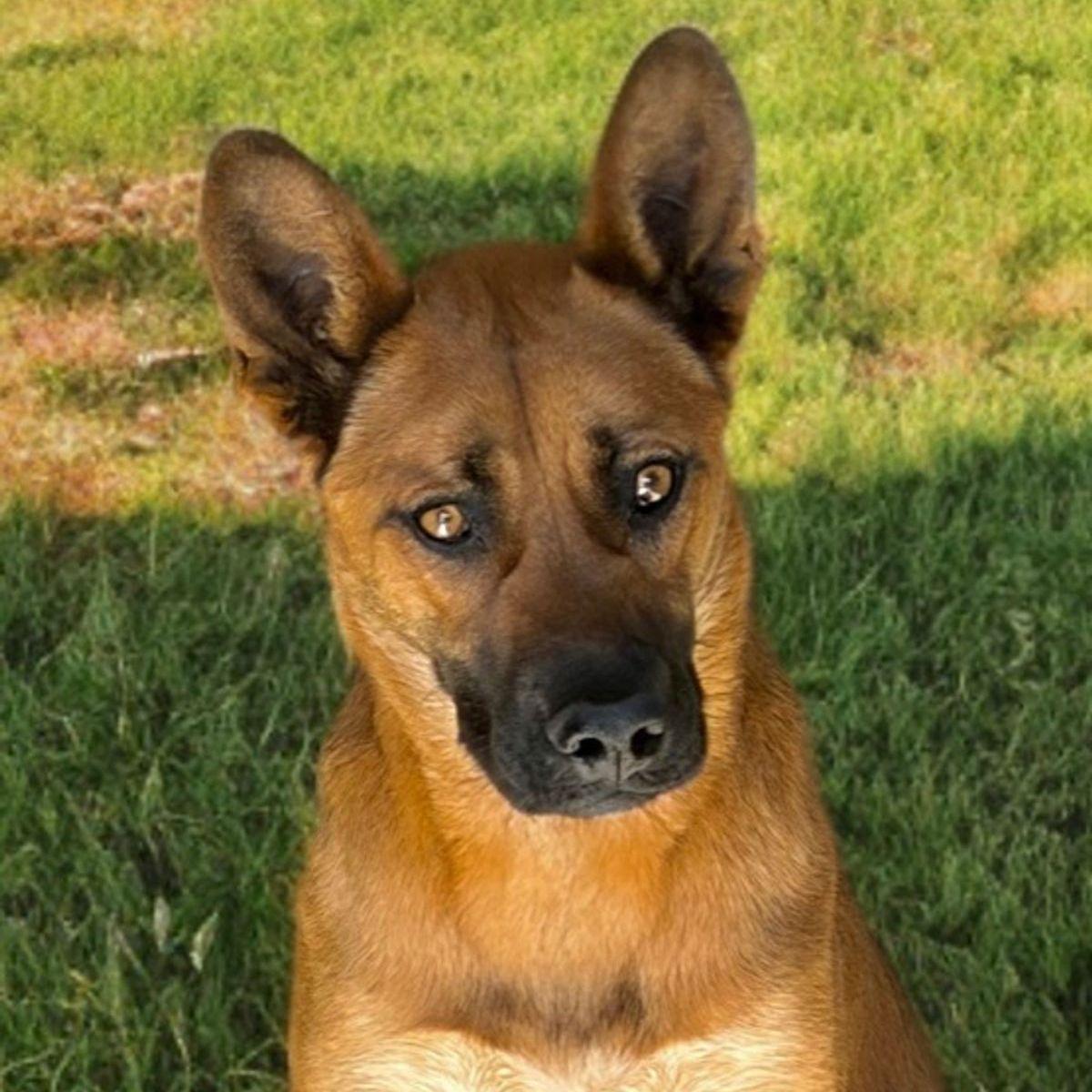 Zazu, Adoptable, Adult Male Shepherd & Border Collie.