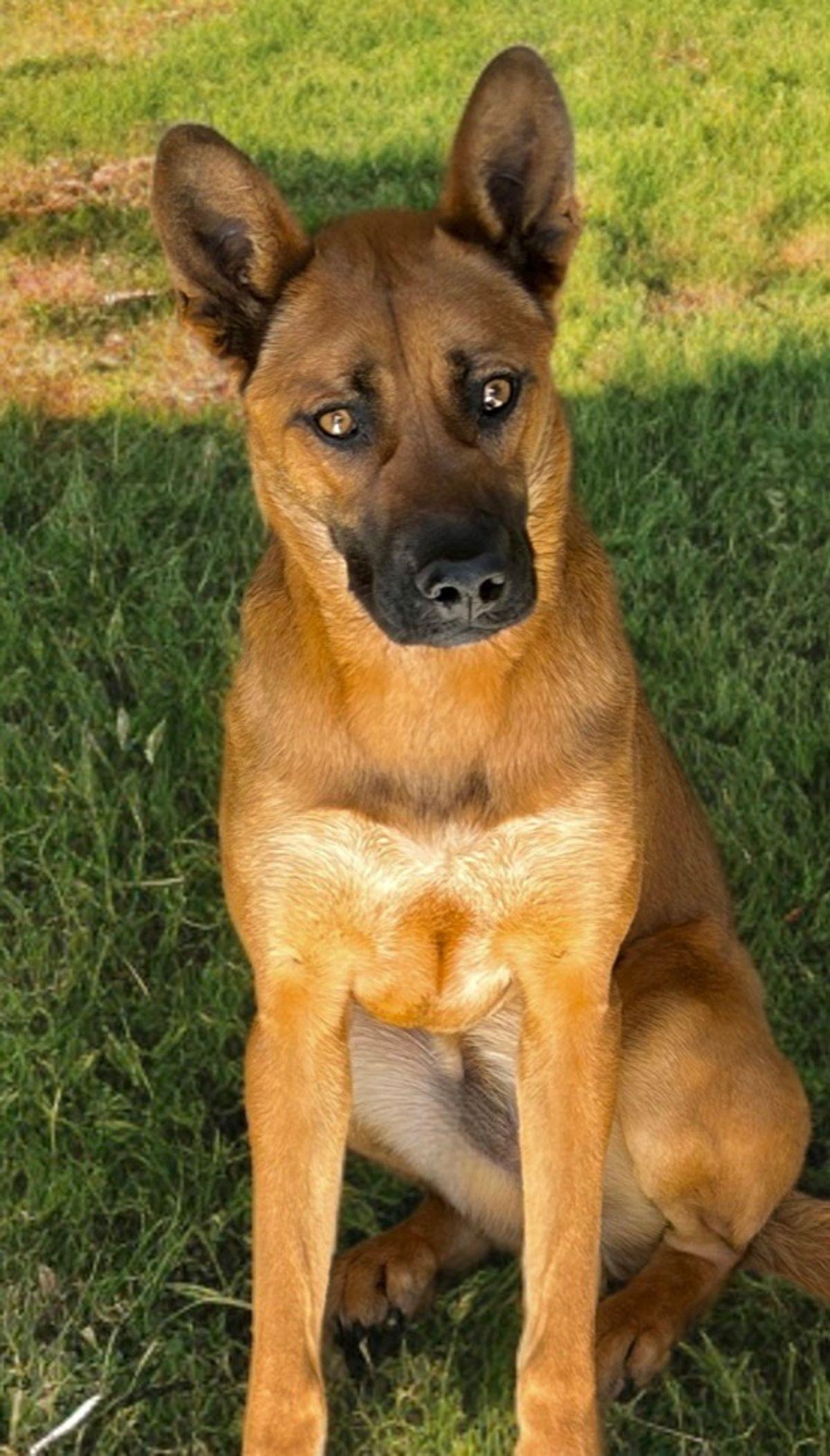 Enlarge Zazu, a Adoptable mixed breed in Kingman, AZ image 1/2