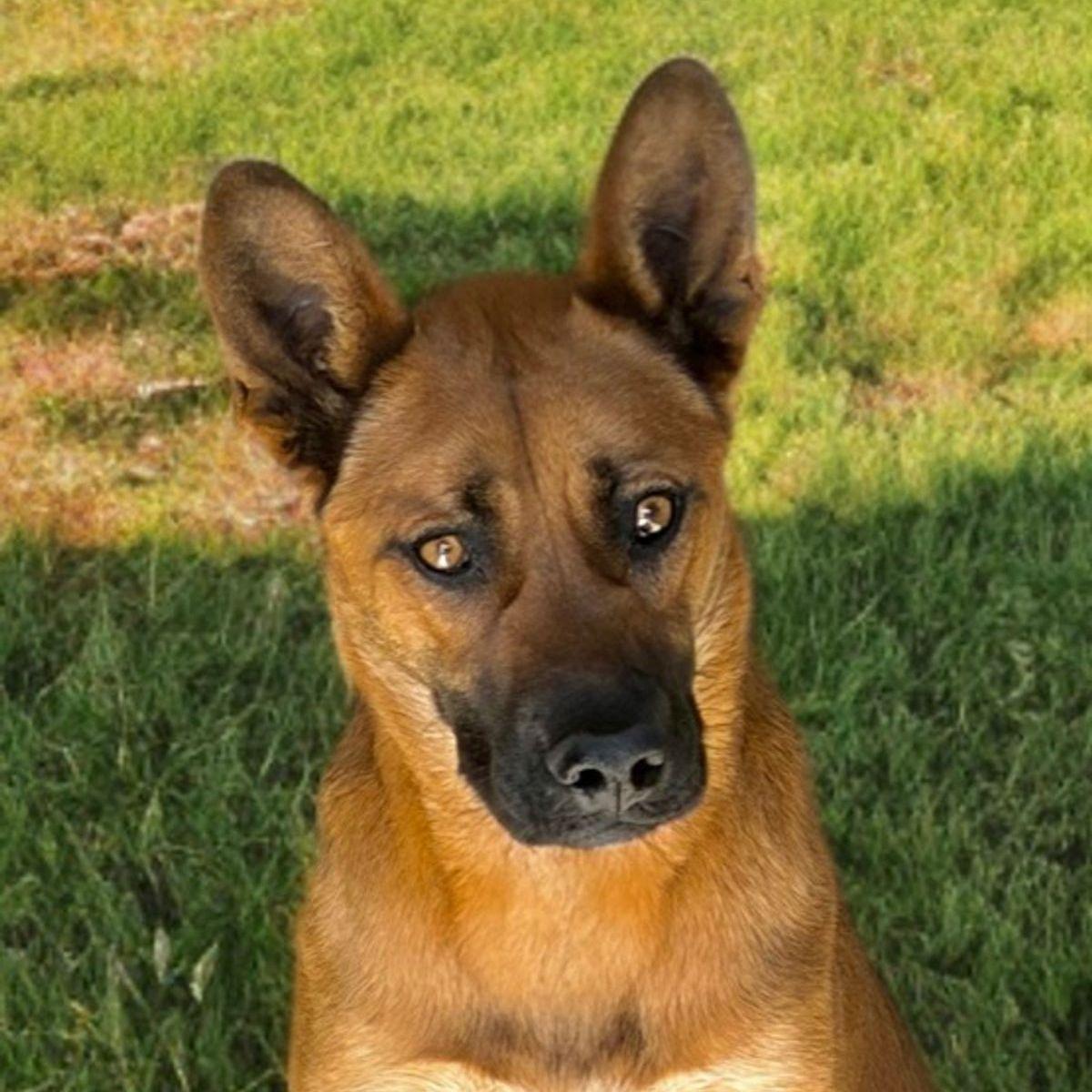 Enlarge Zazu, a Adoptable mixed breed in Kingman, AZ image 2/2