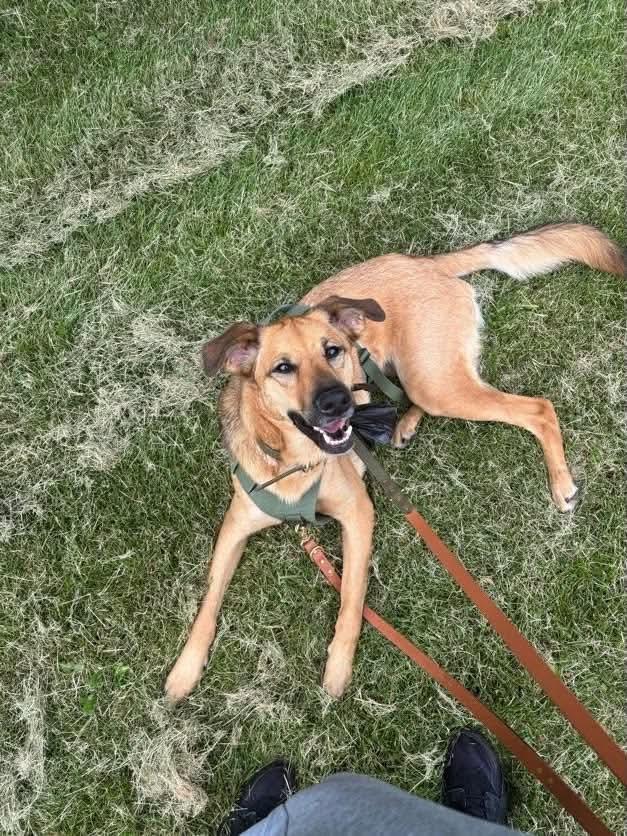 Enlarge Fawkes, a ADOPTABLE mixed breed in Hamilton, ON image 3/6
