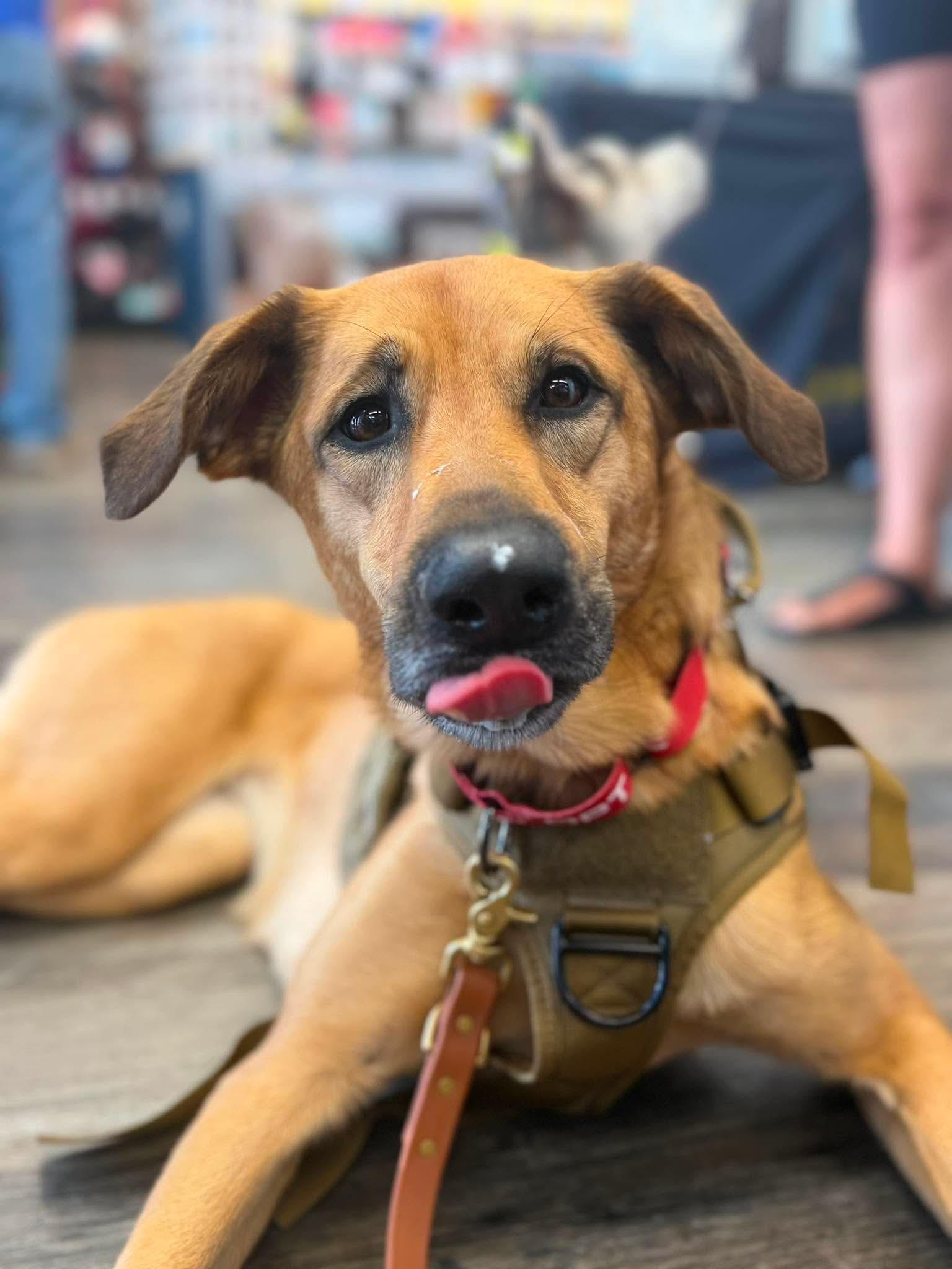 Enlarge Fawkes, a ADOPTABLE mixed breed in Hamilton, ON image 1/6