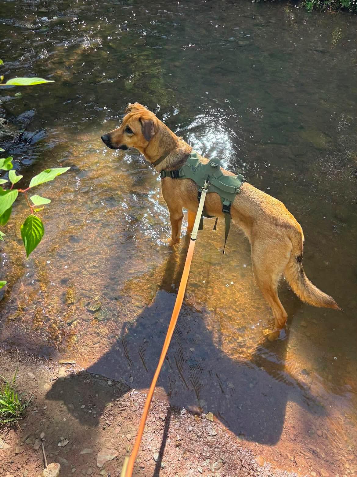 Enlarge Fawkes, a ADOPTABLE mixed breed in Hamilton, ON image 5/6